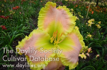 Daylily Tennessee Sally