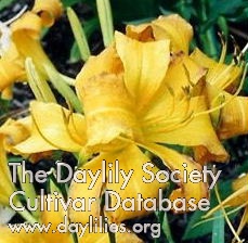Daylily Tennessee Tan