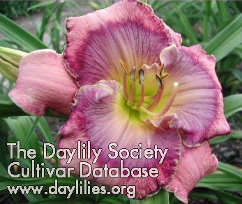 Daylily Texas Blue Eyes