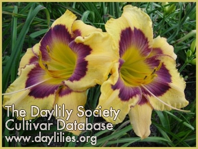 Daylily Texas Painted Eyes