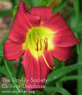 Daylily Texas Ranger