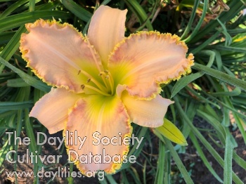 Daylily The Lady Is a Tramp