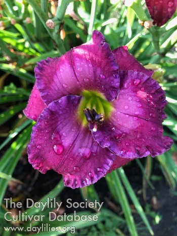 Daylily The Last Drop