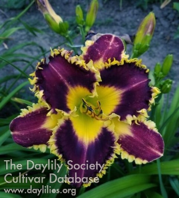 Daylily The Upside Down