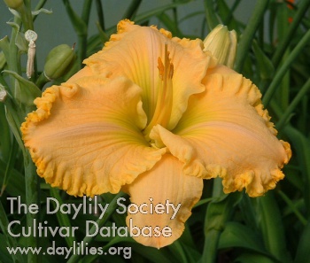 Daylily The Goldilocks Effect