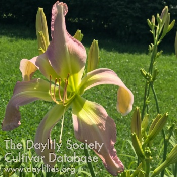 Daylily The Heights