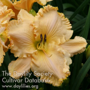 Daylily The Waltz Goes On