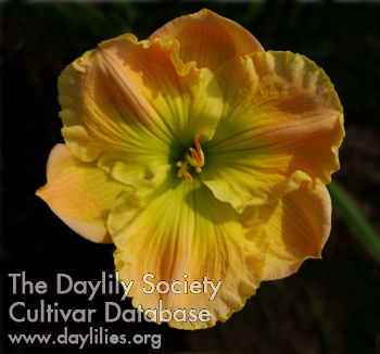 Daylily There Is a Heaven