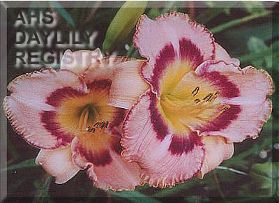 Daylily This Way
