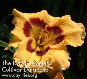 Daylily Thunder and Blazes