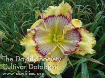 Daylily The Color of Tigers
