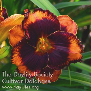 Daylily Tiger's Eyesight