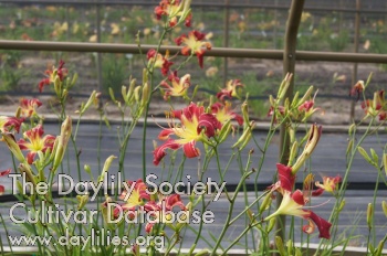 Daylily Tim's Ladder Company