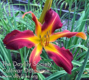 Daylily Today or Never