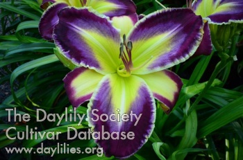 Daylily Too Good To Be Blue