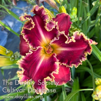 Daylily Too Late for Love