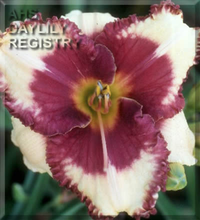 Daylily Toss of the Dice