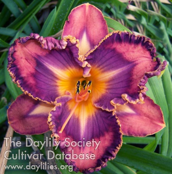 Daylily Total Spectrum