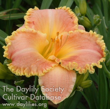 Daylily Touched by Magic