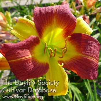 Daylily Trident