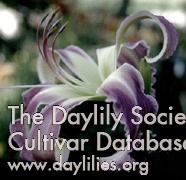 Daylily Triune Being