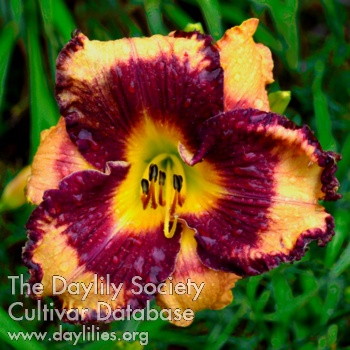 Daylily Tucán