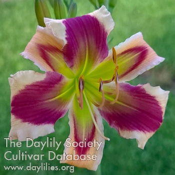 Daylily Twisted Peppermint
