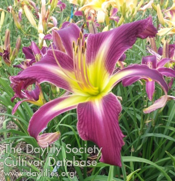 Daylily Two Faced Floozy