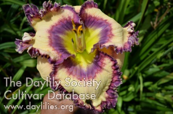 Daylily The Gift of Pizazz