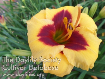 Daylily Tribute to the Mayor
