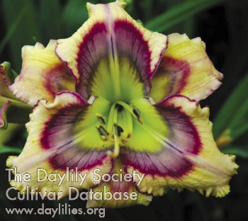 Daylily Tricolor