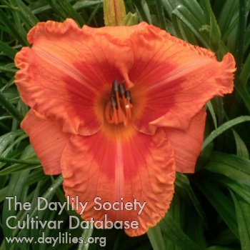 Daylily Tropical Fruit Loop
