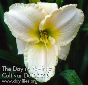 Daylily Tuolumne Fairy Tale