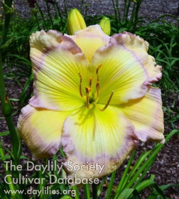 Daylily Ultra Glow