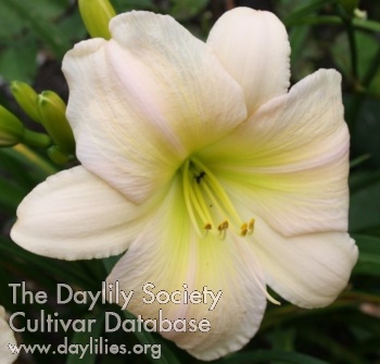 Daylily Unchained Melody