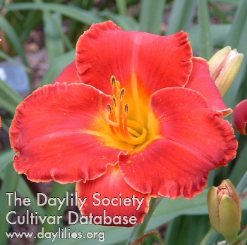 Daylily Up in Flames