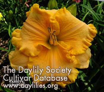 Daylily Varsity Orange