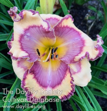 Daylily Vertically Impaired