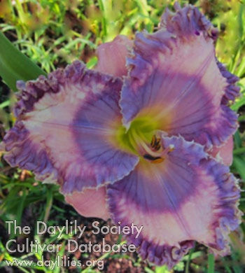 Daylily Vibrant Violet Ruffles