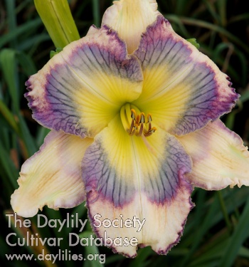 Daylily Vibrate Higher