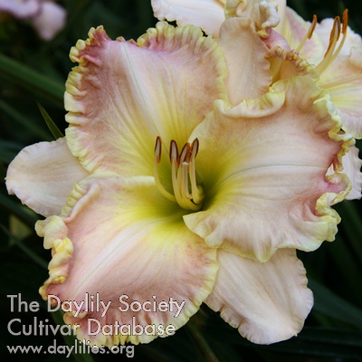 Daylily Vintage Glamour