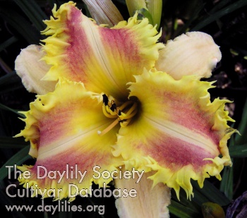 Daylily Voilure