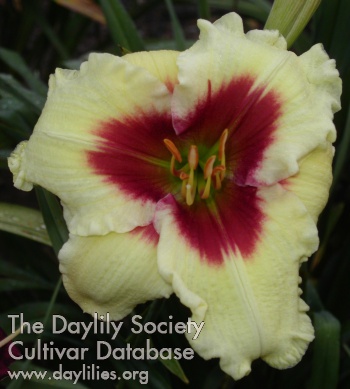 Daylily Westbourne Red Eye Gravy