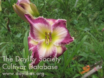 Daylily Washed by the Water