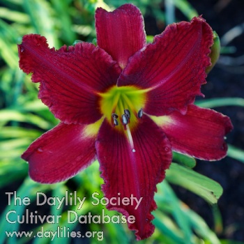 Daylily Webster's Red Bloomers