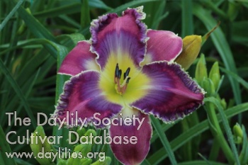 Daylily Well of Salvation