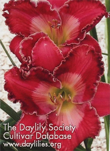 Daylily Westbourne Kirbys 4th of July Feast