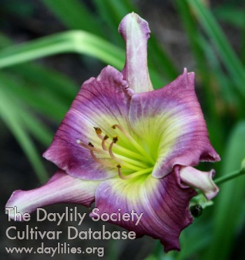 Daylily What You Think