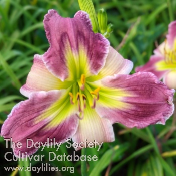 Daylily What's a Girl to Do