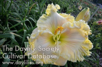 Daylily Whirling White